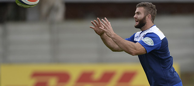 Taute returns for DHL Stormers